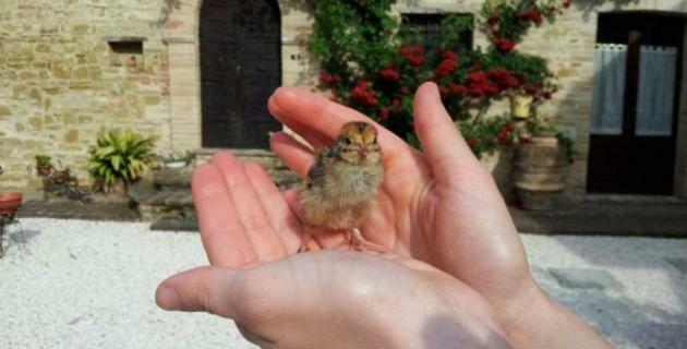 Agriturismo Il Podere Hotell Petrignano Eksteriør bilde